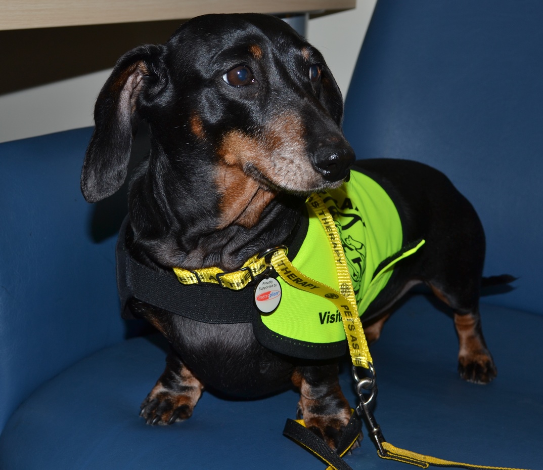 Pets As Therapy dog Molly