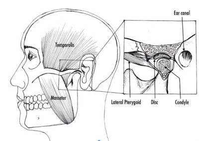 Diagram of the temporomandibular joint